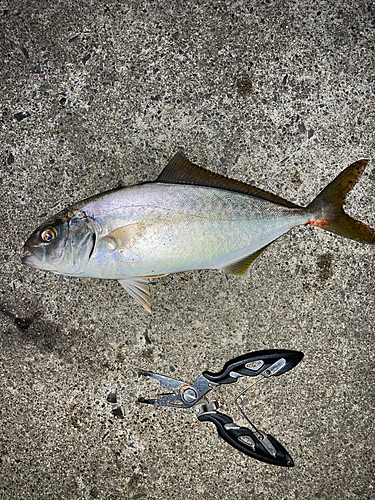 ショゴの釣果