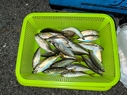 アジの釣果