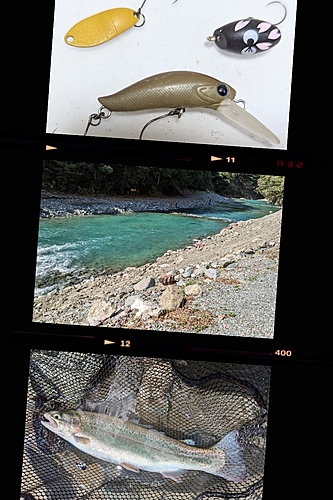 ニジマスの釣果