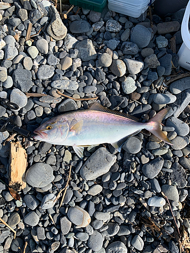 ショゴの釣果