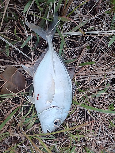 メッキの釣果