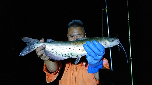 アメリカナマズの釣果