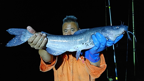 アメリカナマズの釣果