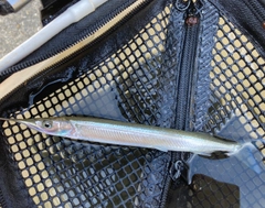 サヨリの釣果