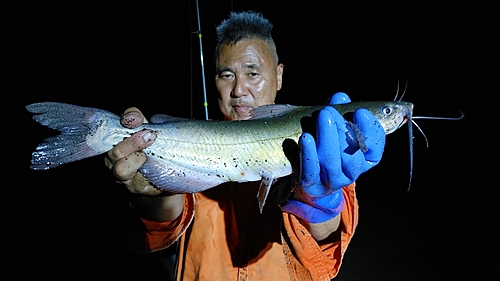 アメリカナマズの釣果