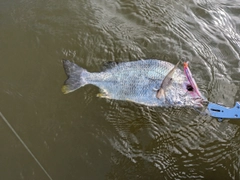 キビレの釣果