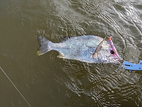 キビレの釣果