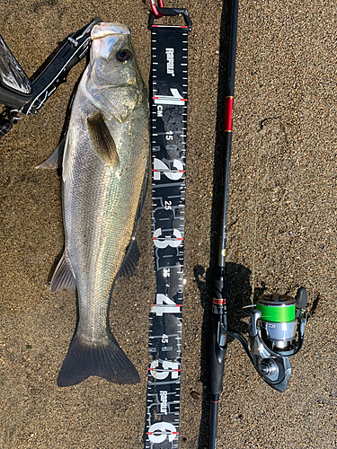 シーバスの釣果