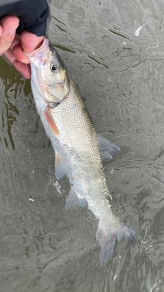 ウグイの釣果