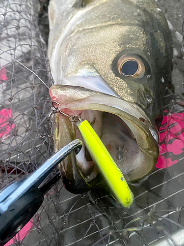 シーバスの釣果