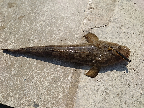 マゴチの釣果