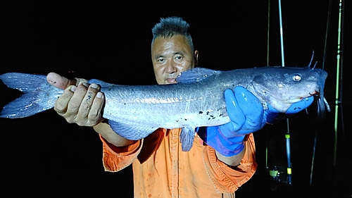 アメリカナマズの釣果