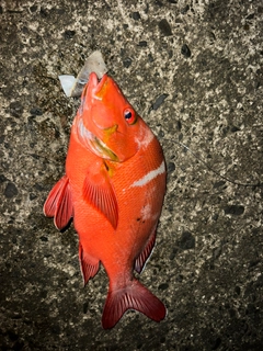 ヒメフエダイの釣果