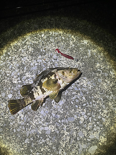 タケノコメバルの釣果