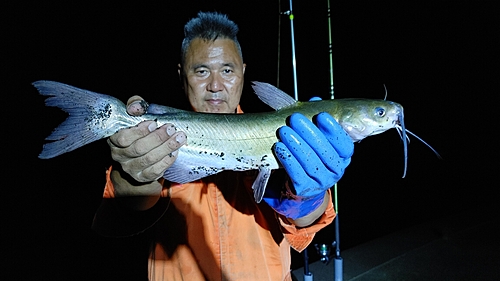 アメリカナマズの釣果