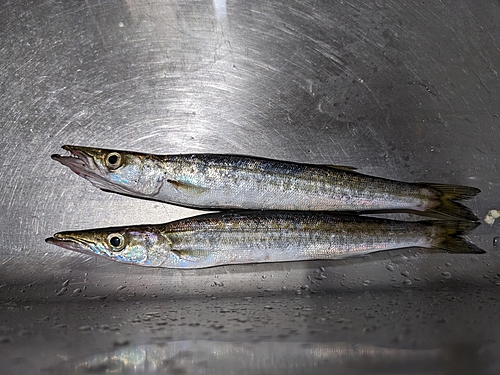 カマスの釣果