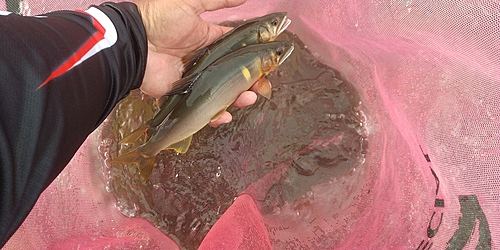 アユの釣果