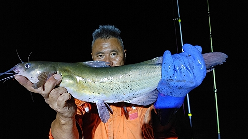 アメリカナマズの釣果