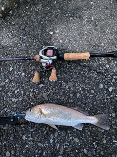 イシモチの釣果