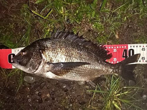 クロダイの釣果