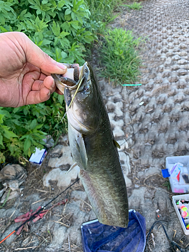 ナマズの釣果