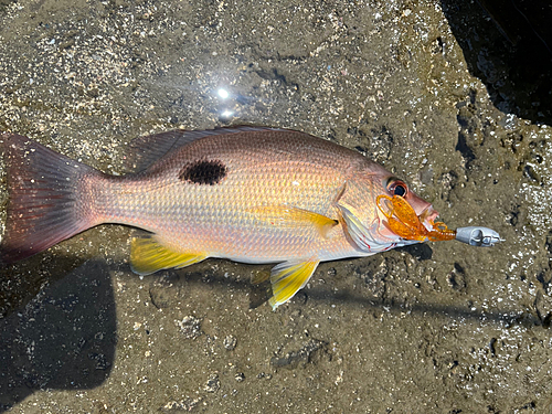 クロホシフエダイの釣果