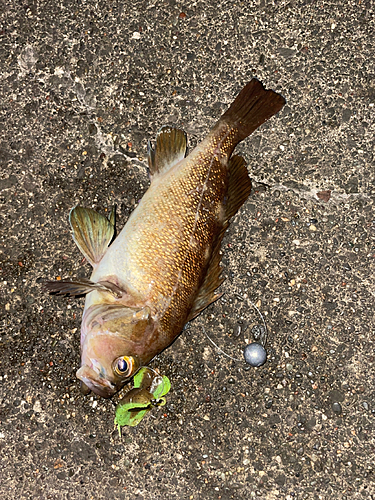 ガヤの釣果