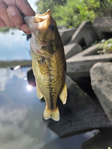 ラージマウスバスの釣果