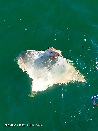 エイの釣果