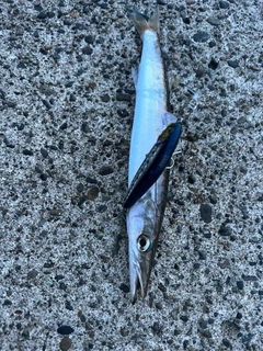 カマスの釣果