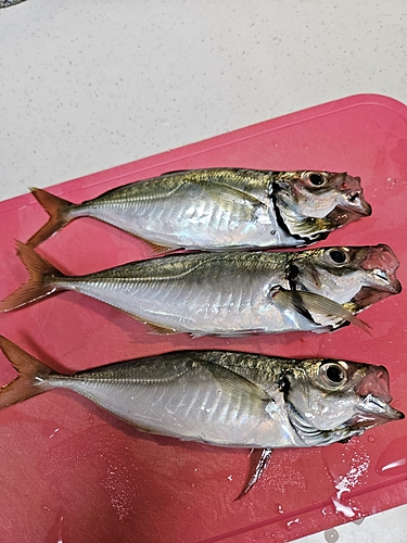 アジの釣果