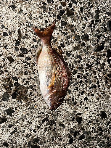 マダイの釣果