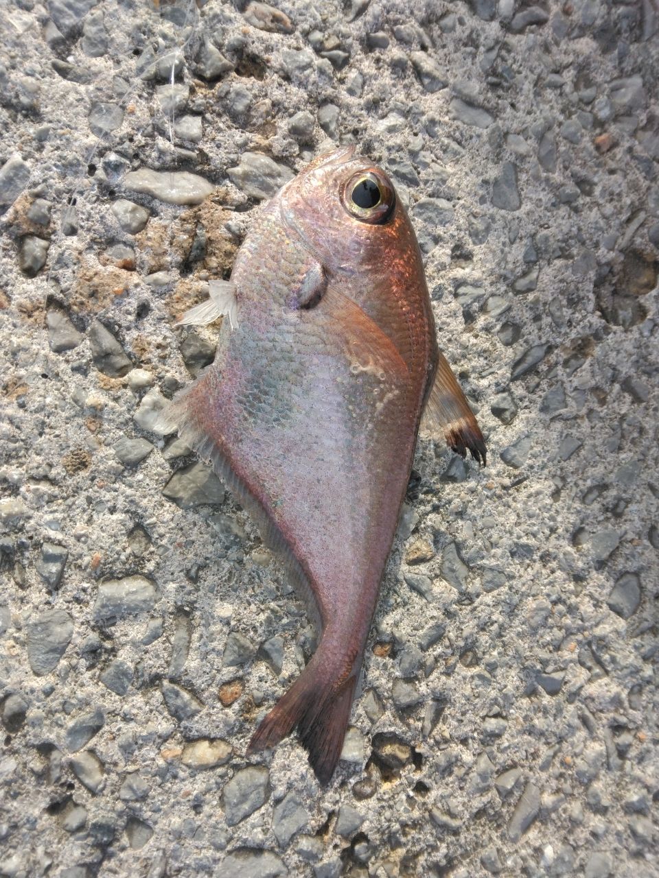 リュウキュウハタンポ