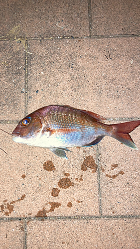 タイの釣果