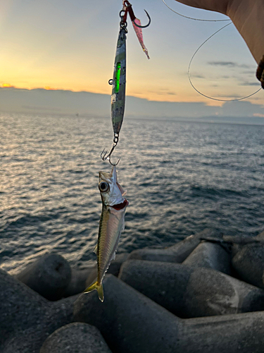 サバの釣果