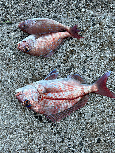 タイの釣果