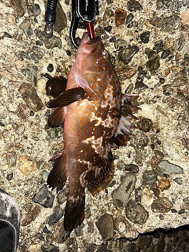 アコウの釣果