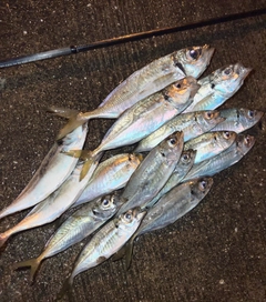 アジの釣果