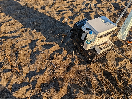 シロギスの釣果