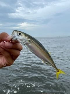 マサバの釣果