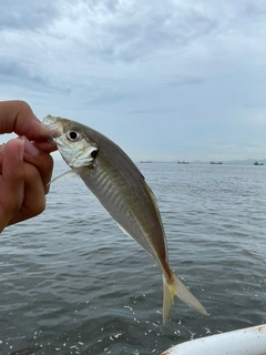 マアジの釣果