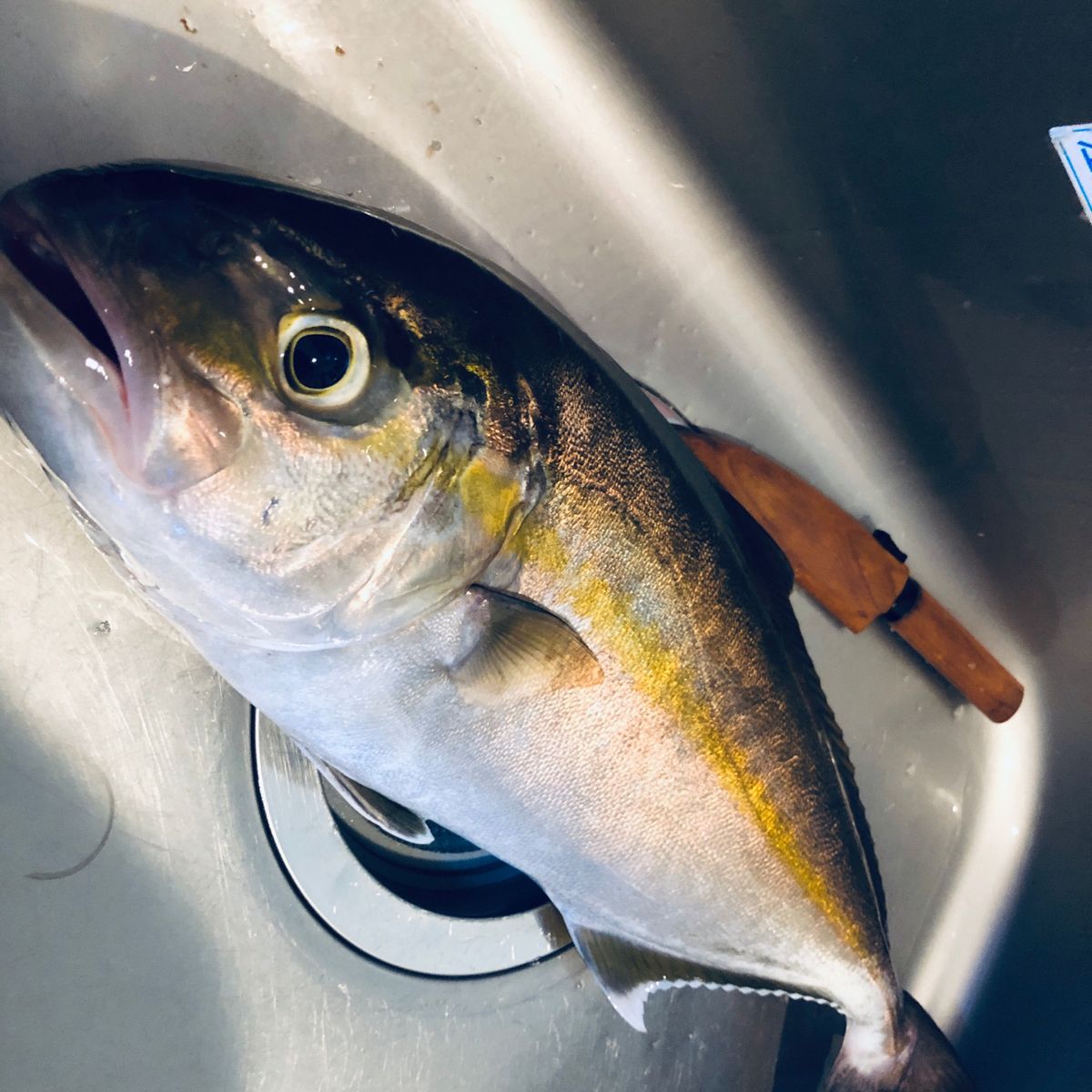 盛凝夫さんの釣果 2枚目の画像