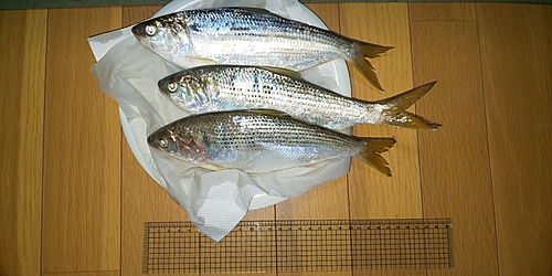 コノシロの釣果