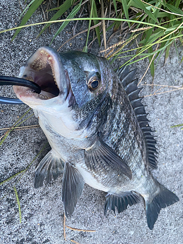 チヌの釣果