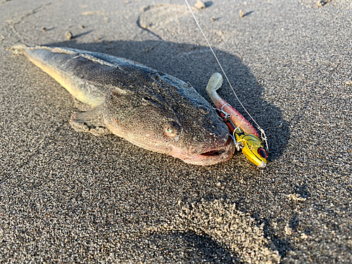 マゴチの釣果