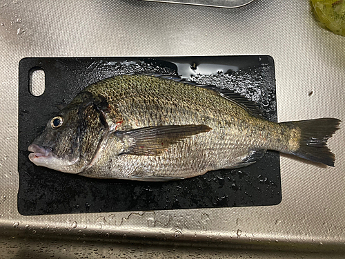 クロダイの釣果