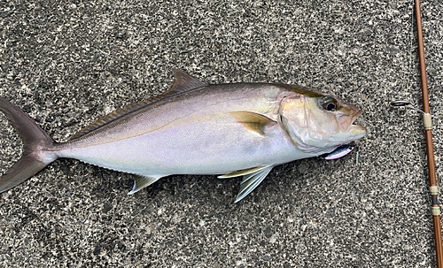 カンパチの釣果