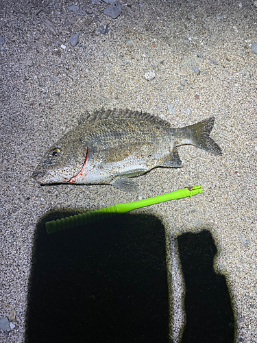 クロダイの釣果