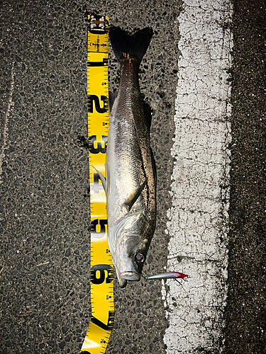 シーバスの釣果