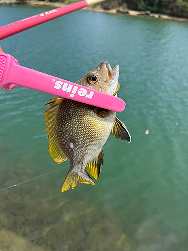 フエダイの釣果